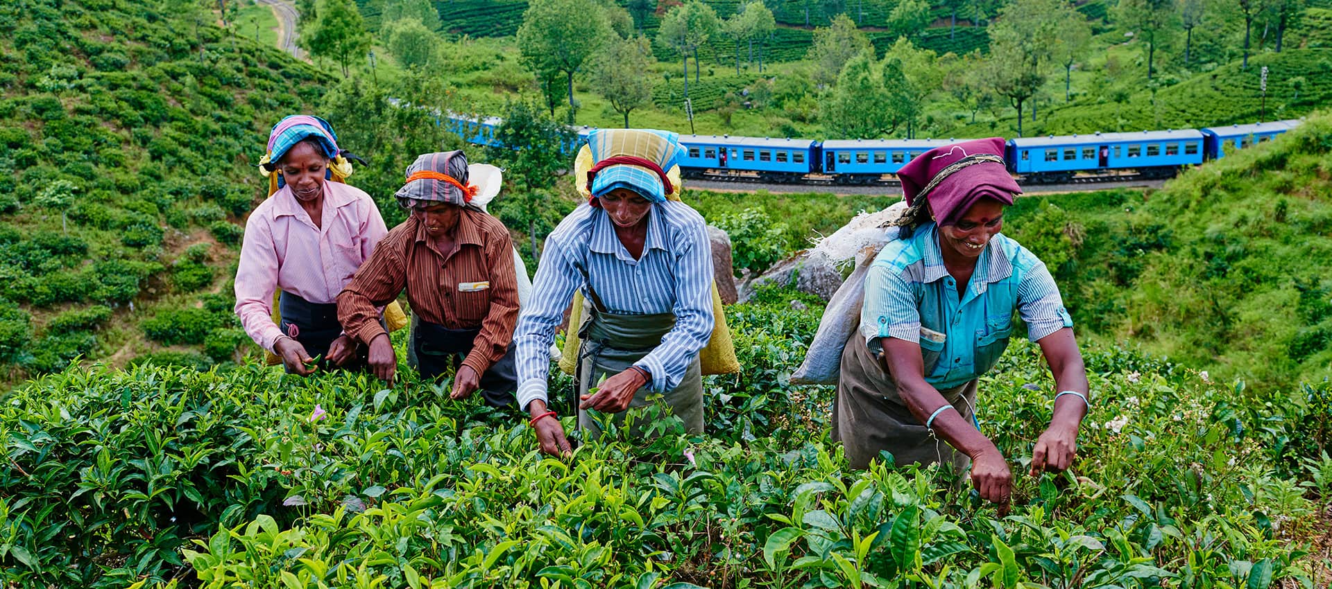 Tea Garden & Tea Factory